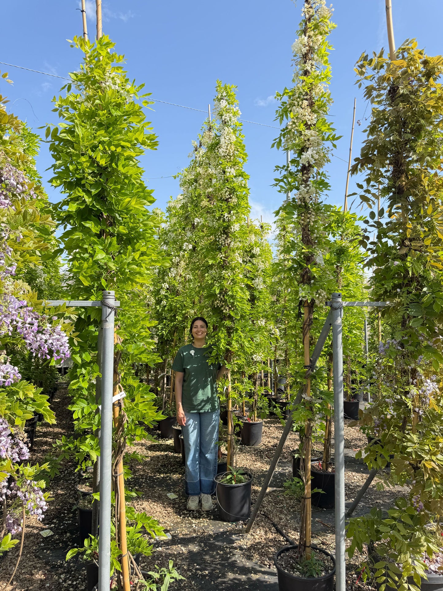 Glycine