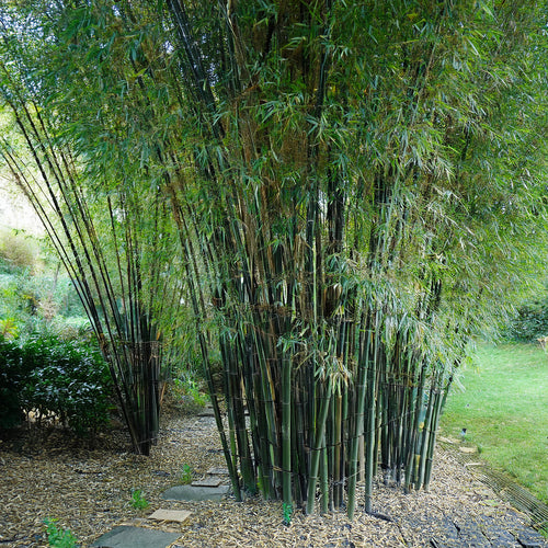 Bambou (Phyllostachys) Nigra