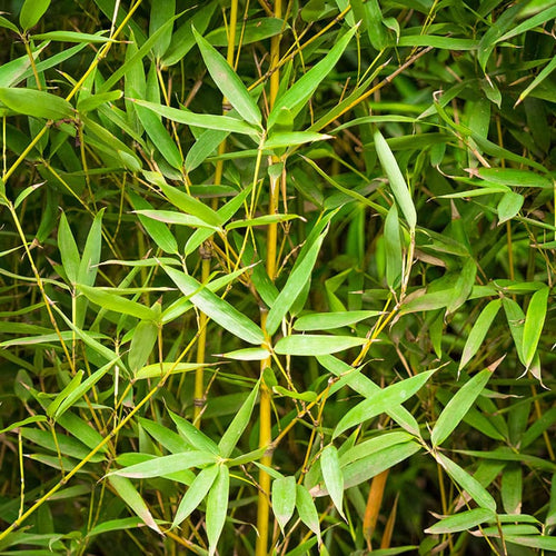 Bambou (Phyllostachys) Aurea