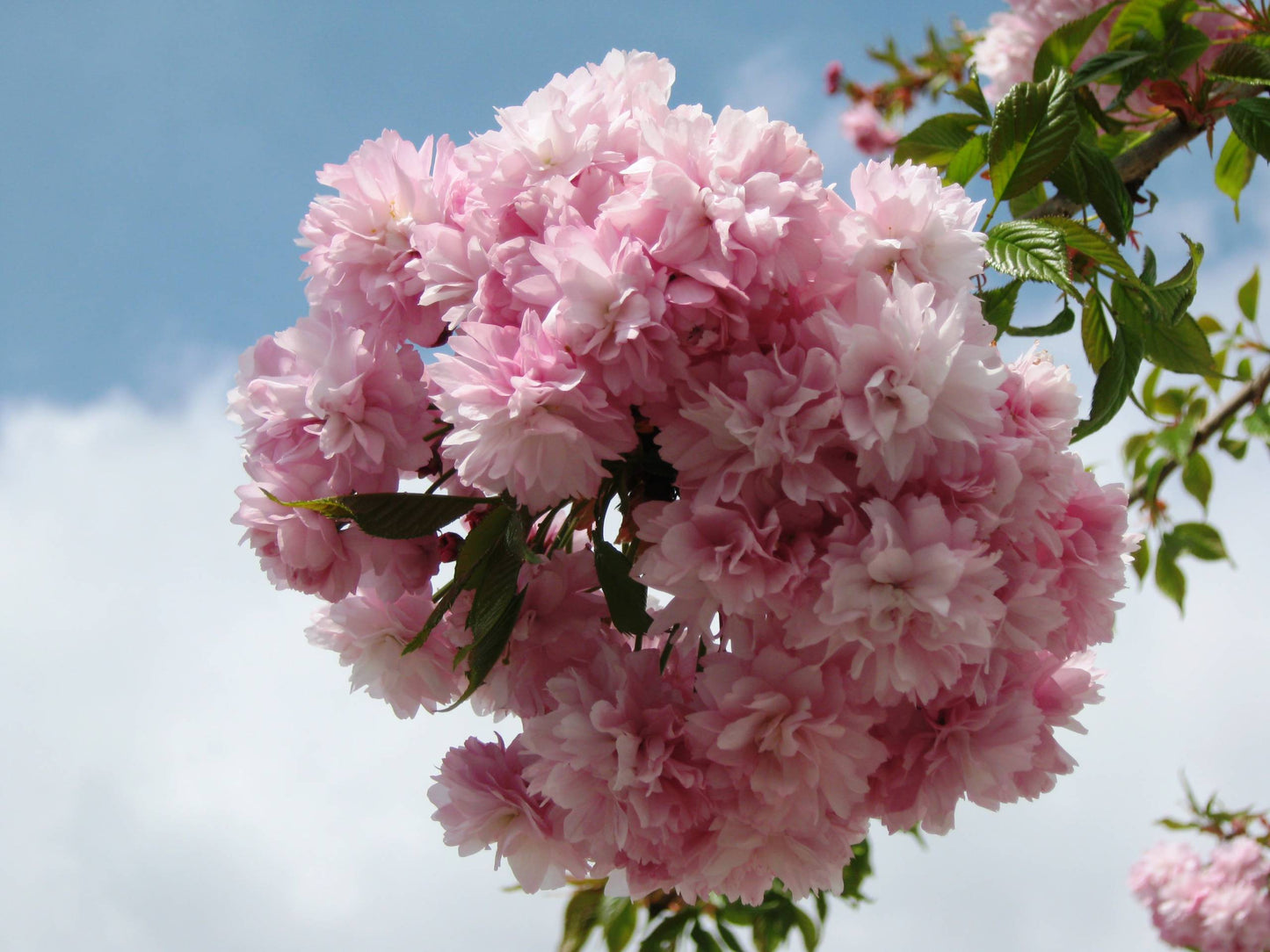 Cerisier à Fleurs Pleureur (Prunus Zakura)