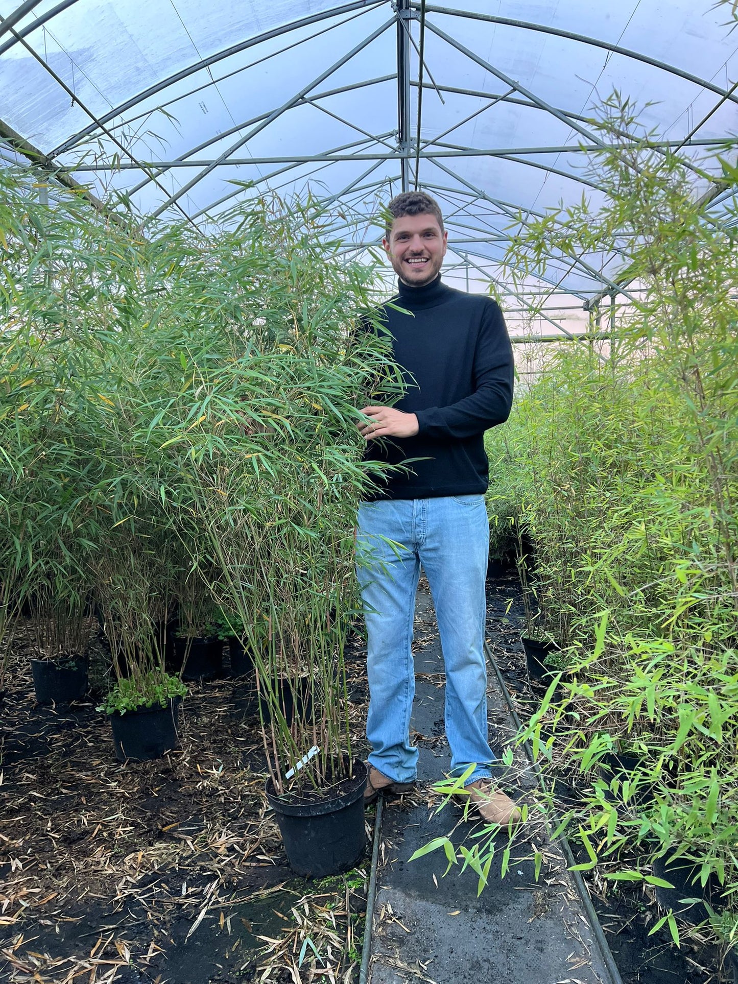 Bambou Fargesia Scabrida