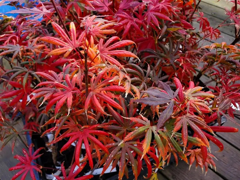 Acer Palmatum Trompenburg