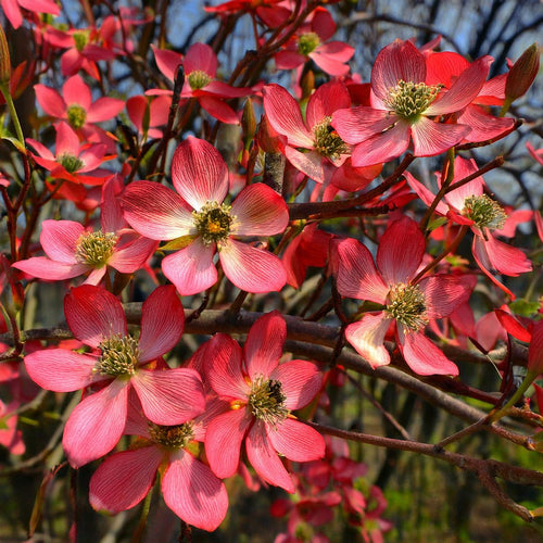 Cornouiller d'Amérique (Cornus Florida Cherokee)