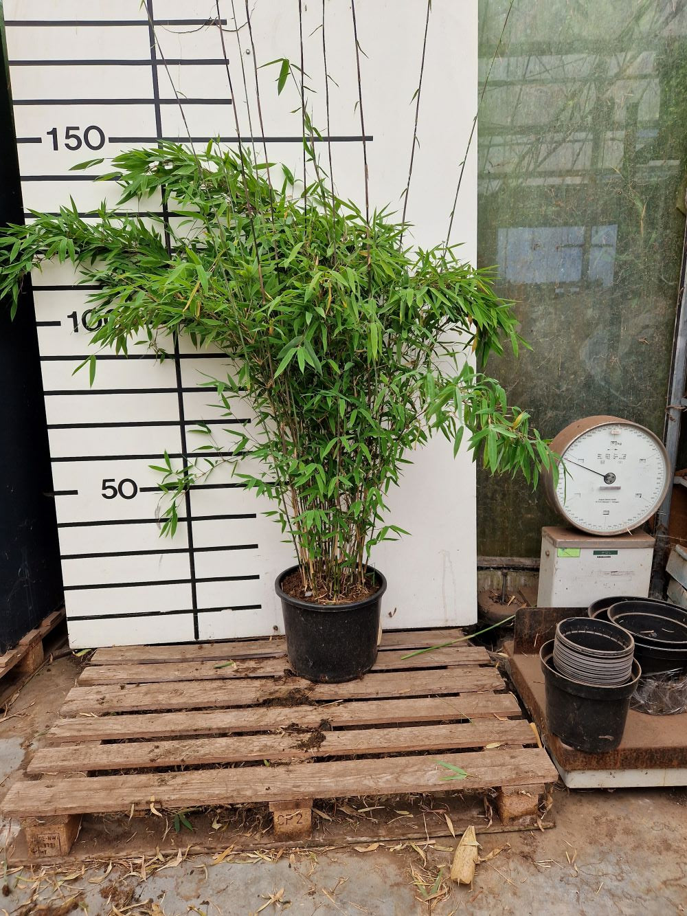Fargesia Nitida Winter Joy