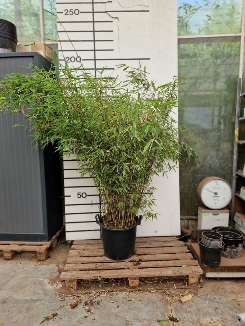 Fargesia Nitida Winter Joy
