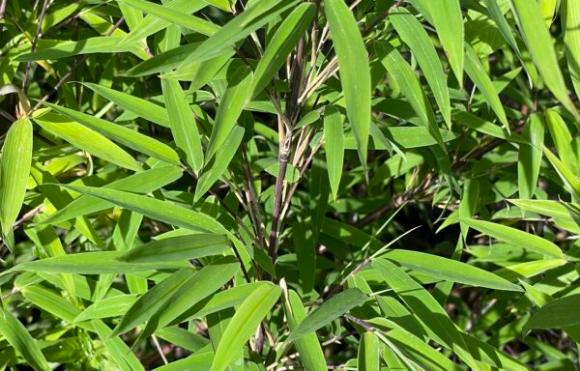 Fargesia Nitida Winter Joy
