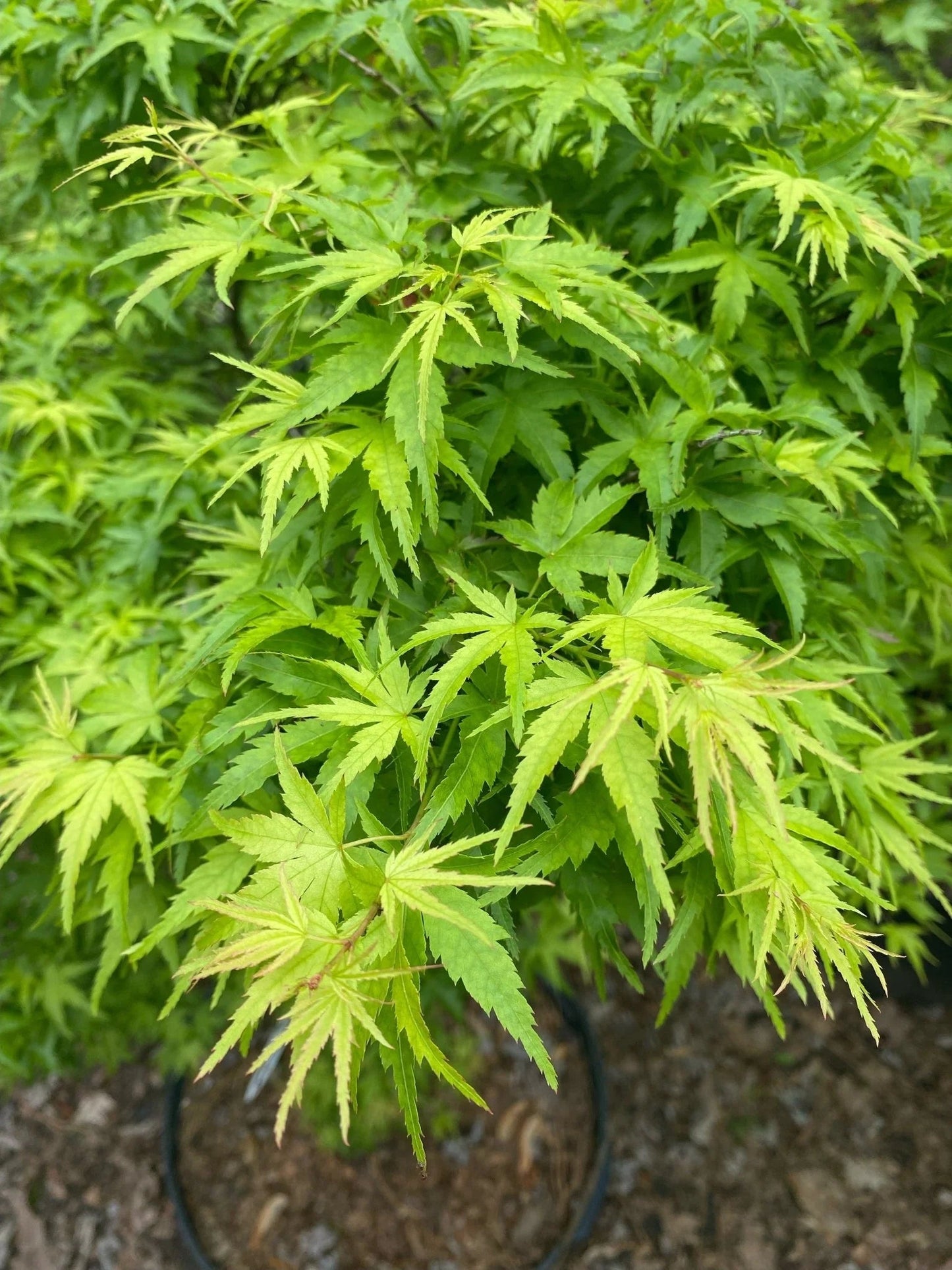 Acer Palmatum 'Going Green'
