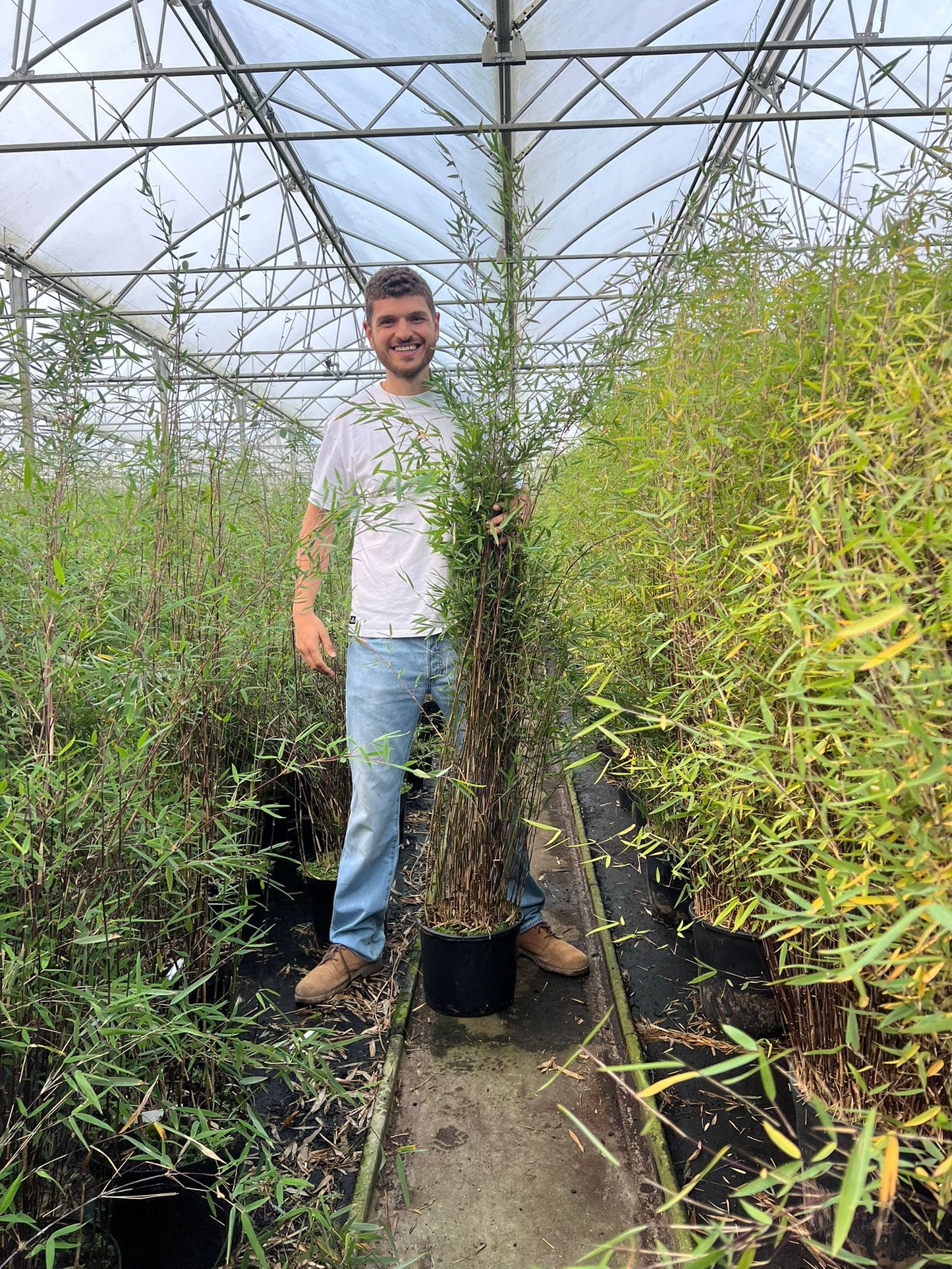 Bambou Fargesia Deep Purple