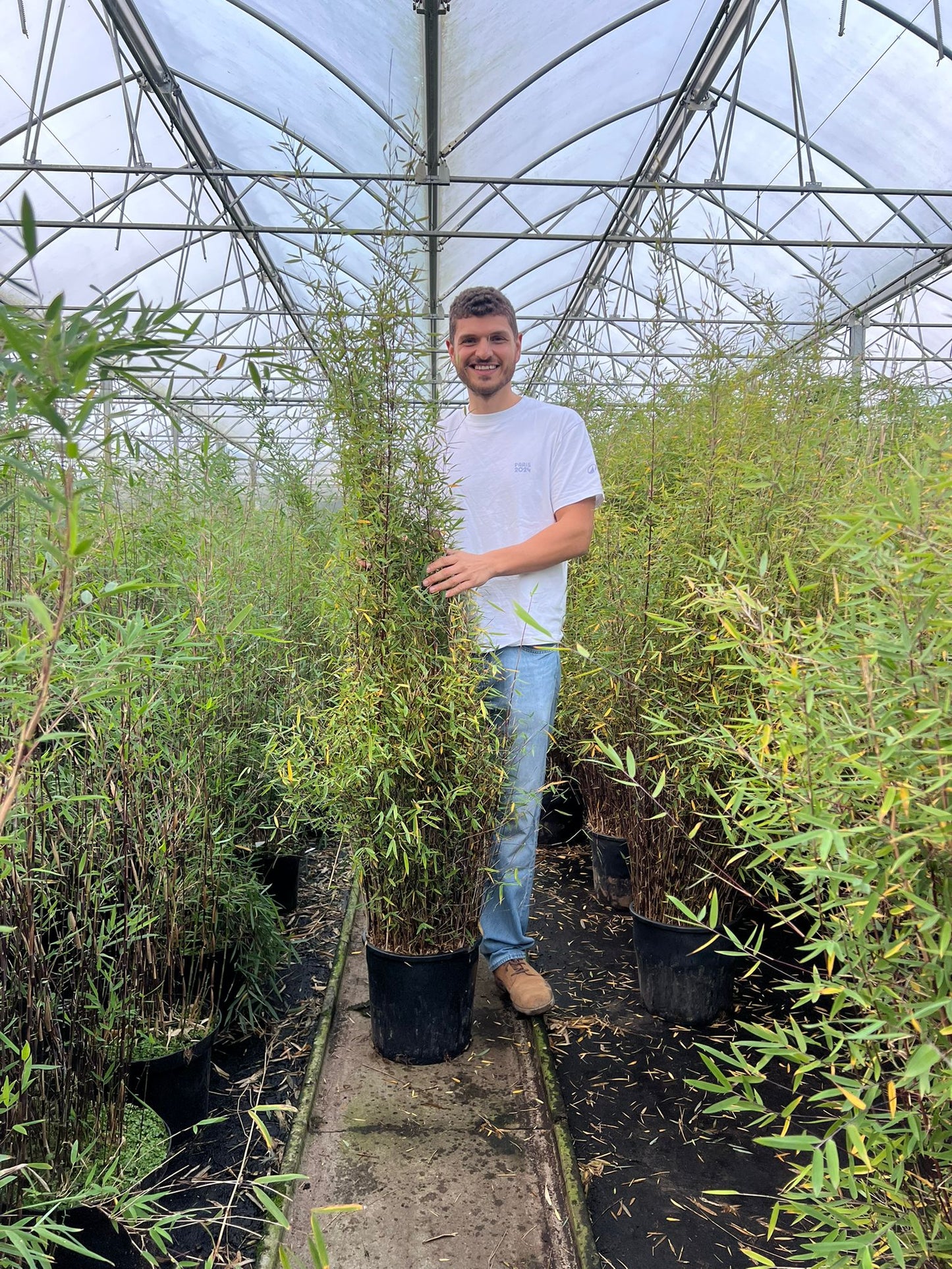 Bambou Fargesia Deep Purple