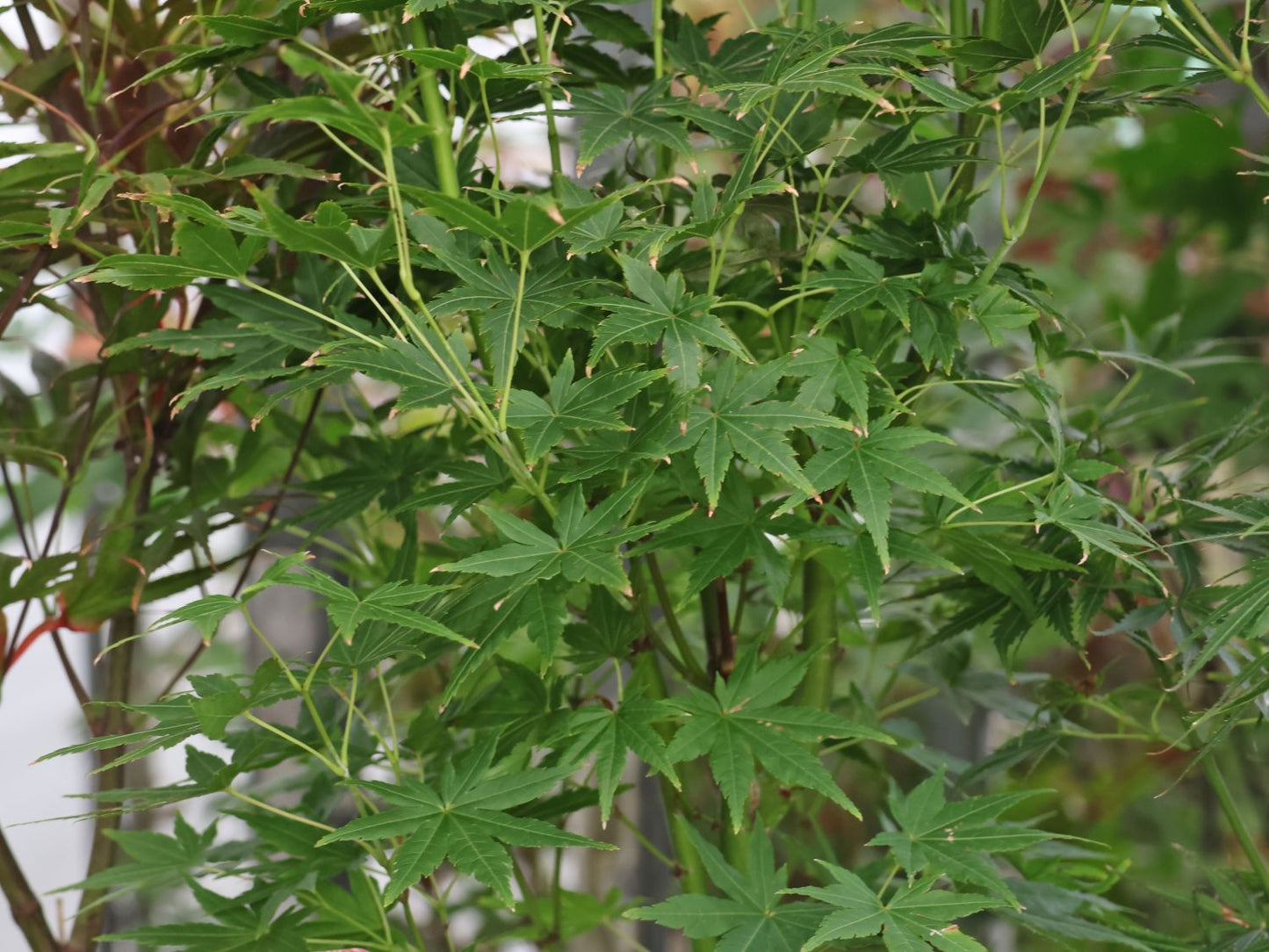 Acer Palmatum 'Going Green'