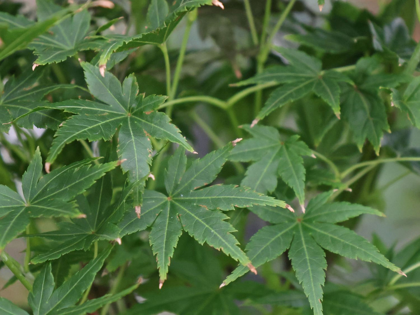 Acer Palmatum 'Going Green'